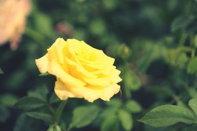Close-up of yellow rose