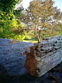 Close-up of tree trunk during autumn