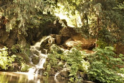 Scenic view of waterfall in forest