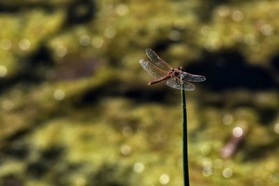 Female dragonfly alone