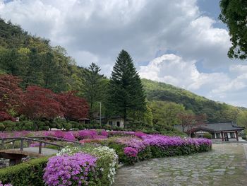 Scenic view of river amidst trees against sky