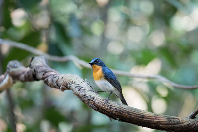 Close-up of bird perching on tree