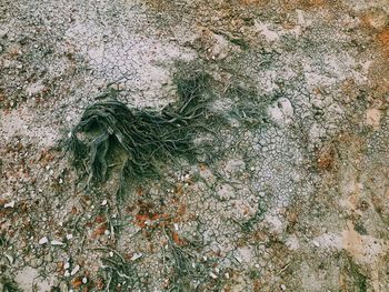 High angle view of tree growing on field