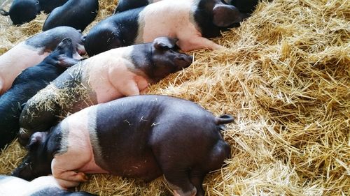 High angle view of pigs sleeping on hay at farm