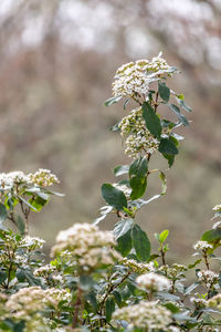Close-up of flowering plant