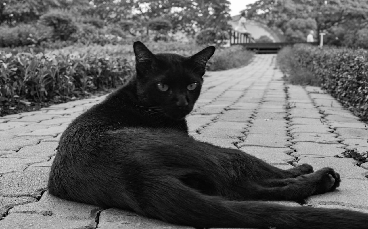 domestic animals, pets, one animal, animal themes, domestic cat, mammal, cat, feline, sitting, whisker, black color, relaxation, looking away, sunlight, outdoors, no people, day, portrait, alertness