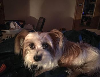 Close-up of dog resting on sofa