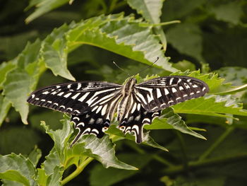 Close-up of butterfly on leaves