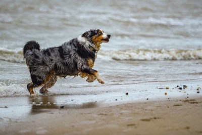 Dog running on beach