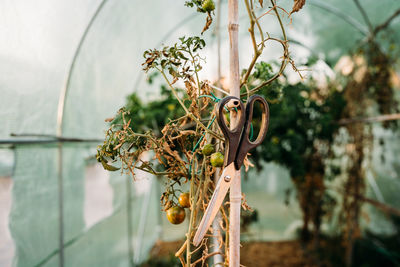 Close-up of insect on plant