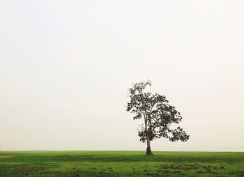 Tree on landscape against clear sky