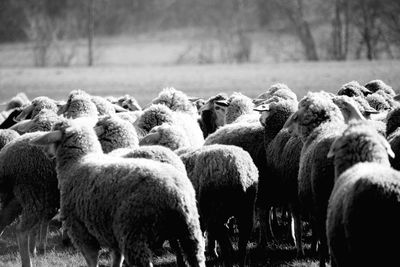 Sheep grazing on field