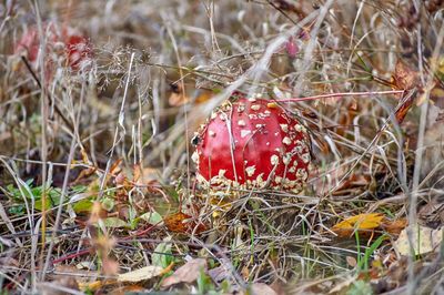 Close-up of red berries on field