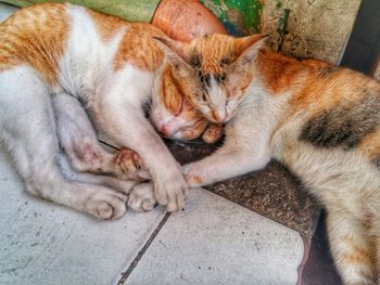 High angle view of cats sleeping on floor