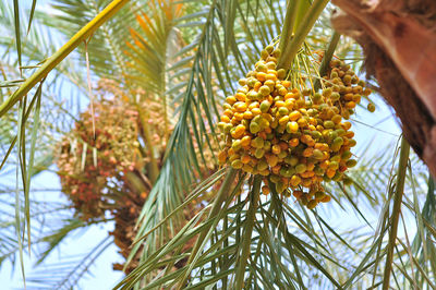 Low angle view of fruits hanging on tree