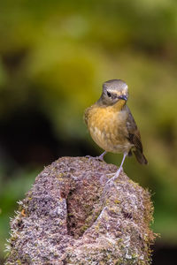 Close-up of bird perching