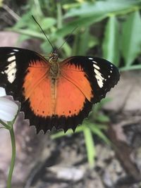 Close-up of butterfly on flower