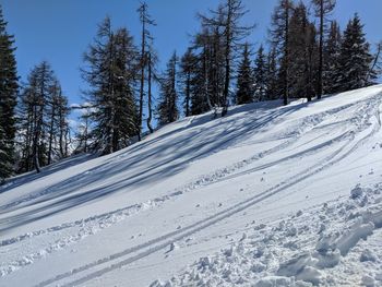 Trees on snowcapped mountain