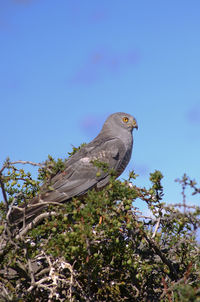 Low angle view of bird perching on branch against sky