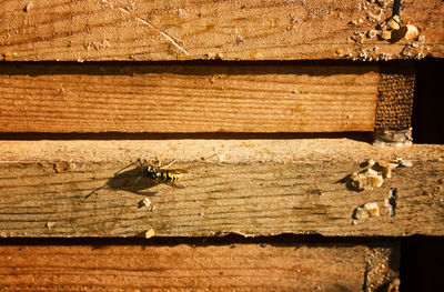 Close-up of bee on wood