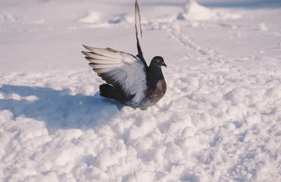 Bird flying over snow covered land