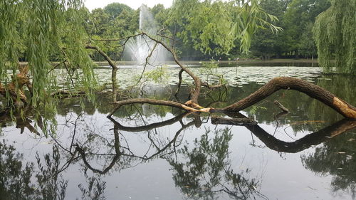 Fallen tree by lake