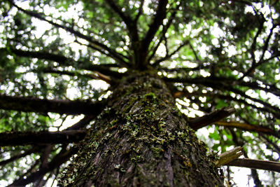 Low angle view of tree in forest