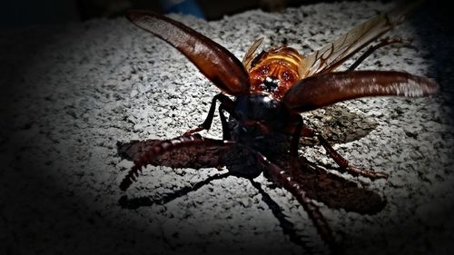 Close-up of food on table