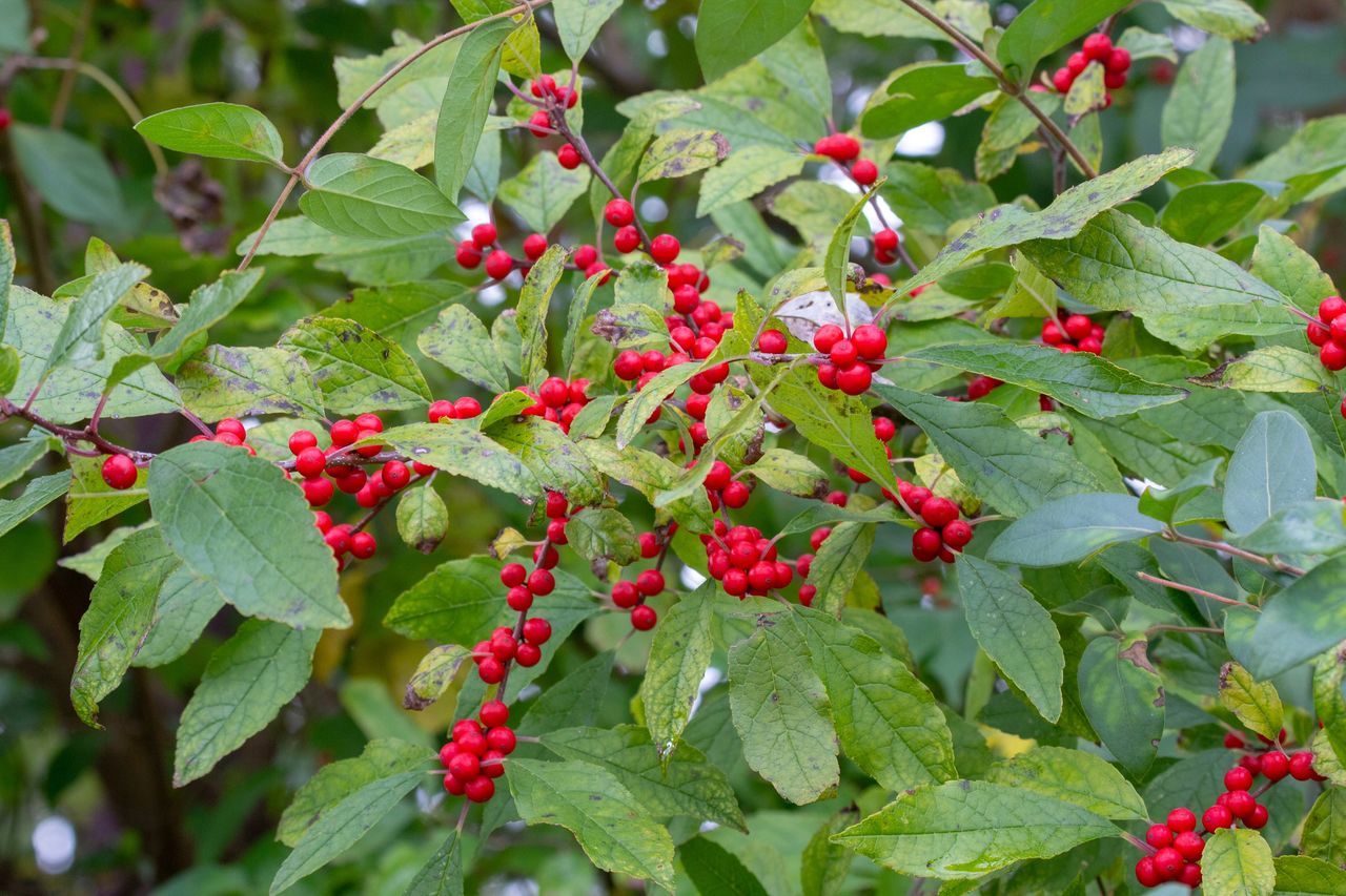 plant part, leaf, berry fruit, fruit, healthy eating, growth, food and drink, red, food, plant, freshness, green color, nature, beauty in nature, day, close-up, no people, wellbeing, outdoors, tree, ripe, rowanberry