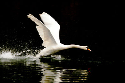Bird flying over white background