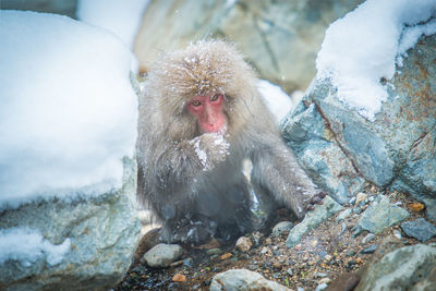 Snow monkey in a hot spring, nagano, japan.