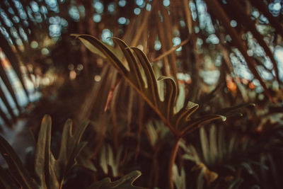 Close-up of flowering plant