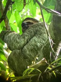 Bird perching on tree