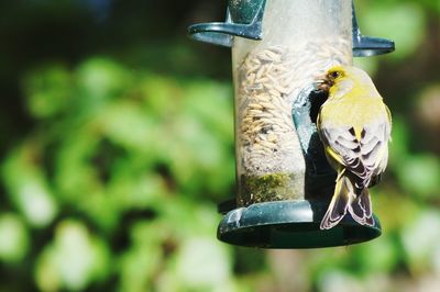 Green finch on bird feeder during sunny day