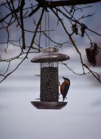 Close-up of bird perching on feeder