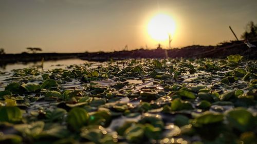 Surface level of plants against sky during sunset