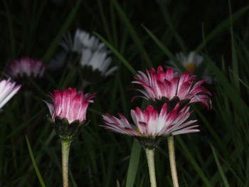 Close-up of pink flowering plants on field