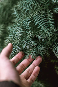 Close-up of hand feeding on leaf