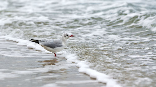 Seagull walking along seashore. black-headed gull chroicocephalus ridibundus standing by baltic sea