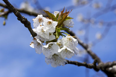 Close-up of white cherry blossoms in spring