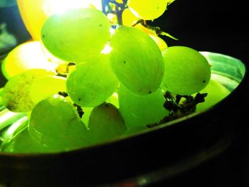 Close-up of fruits on tree