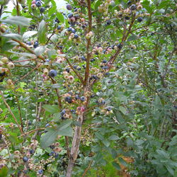 Close-up of fruit growing on tree