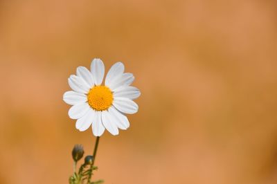 Close-up of white flower against blurred background