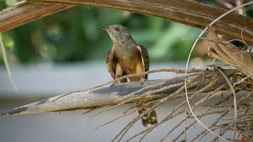 Close-up of bird perching on branch