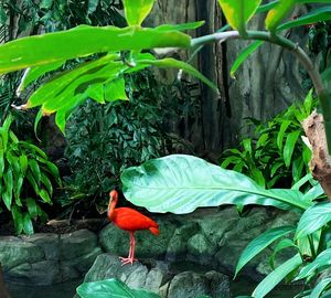 Close-up of a bird against plants