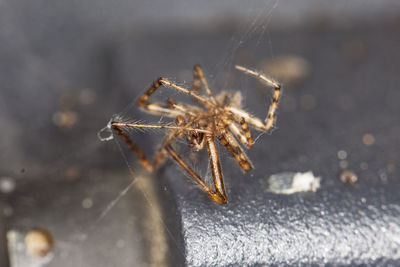 Close-up of spider on web