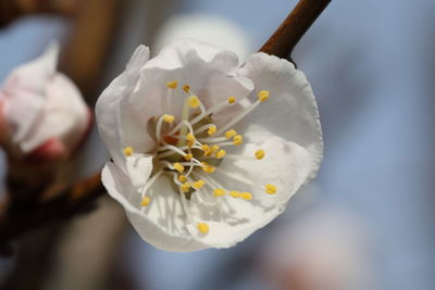 Close-up of white cherry blossom