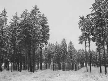 Pine trees in forest during winter against sky