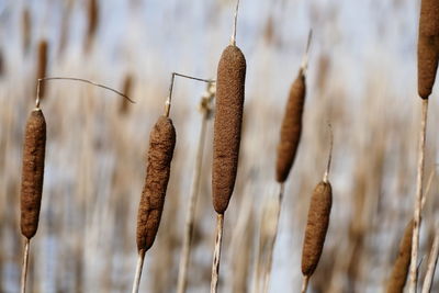 Close-up of dried cattails