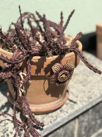 Close-up of potted plant